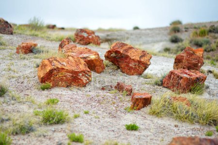 Photo for Stunning petrified wood in the Petrified Forest National Park, Arizona, USA. Exploring the American Southwest. - Royalty Free Image
