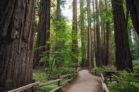 Hiking trail leading through giant redwoods in Muir forest near San Francisco, California, USA