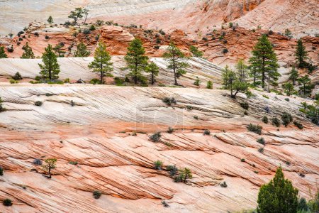 Téléchargez les photos : Pine trees among striped red sandstone formations in Zion National Park in Utah, USA. Exploring the American Southwest. - en image libre de droit