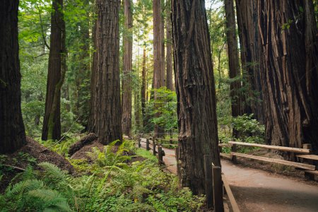Téléchargez les photos : Hiking trail leading through giant redwoods in Muir forest near San Francisco, California, USA - en image libre de droit
