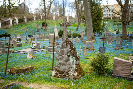Téléchargez les photos : VILNIUS, LITUANIE - 15 AVRIL 2022 : Fleurs de printemps bleu scilla siberica fleurissant le jour ensoleillé d'avril au cimetière Bernardin, l'un des trois plus anciens cimetières de Vilnius, Lituanie. - en image libre de droit