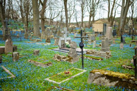 Foto de VILNIUS, LITHUANIA - 15 DE ABRIL DE 2022: Flores de primavera de scilla siberica azul florecen en el soleado día de abril en el cementerio de Bernardine, uno de los tres cementerios más antiguos de Vilna, Lituania. - Imagen libre de derechos