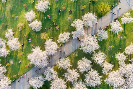 Foto de VILNIUS, LITUANIA - ABRIL 2022: Hermosa vista aérea del floreciente parque de sakura en el centro de la ciudad de Vilna. Jardín de cerezo Sugihara floreciendo en la soleada mañana de abril. Primavera en Vilna, Lituania. - Imagen libre de derechos