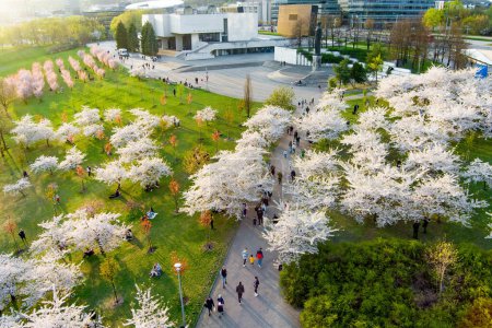 Photo for VILNIUS, LITHUANIA - APRIL 2022: Beautiful aerial view of blossoming sakura park in Vilnius city center. Sugihara cherry tree garden blooming on sunny April morning. Springtime in Vilnius, Lithuania. - Royalty Free Image