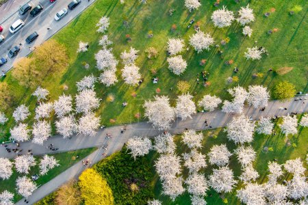 Photo for VILNIUS, LITHUANIA - APRIL 2022: Beautiful aerial view of blossoming sakura park in Vilnius city center. Sugihara cherry tree garden blooming on sunny April morning. Springtime in Vilnius, Lithuania. - Royalty Free Image