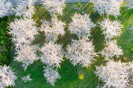 Téléchargez les photos : VILNIUS, LITUANIE - AVRIL 2022 : Belle vue aérienne du parc sakura en fleurs dans le centre-ville de Vilnius. Jardin de cerisiers Sugihara fleurissant le matin ensoleillé d'avril. Printemps à Vilnius, Lituanie. - en image libre de droit
