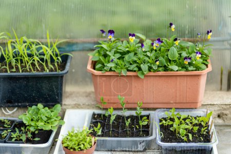 Photo for Plastic pots with various vegetables seedlings. Planting young seedlings on spring day. Growing own fruits and vegetables in a homestead. Gardening and lifestyle of self-sufficiency. - Royalty Free Image