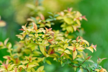 Téléchargez les photos : Jeunes feuilles printanières d'arbustes ornementaux japonais de prairie dans le jardin de printemps. Feuilles fraîches de spirée japonaise ornementale. - en image libre de droit