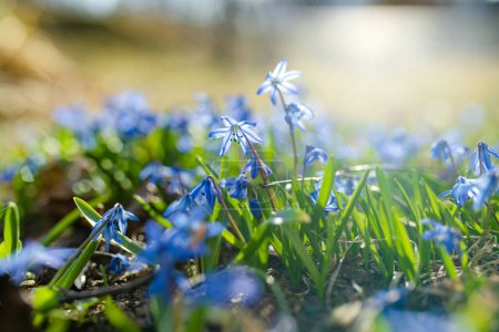 Photo for Scilla flowers blooming in the spring garden on the Alpine hill. Beautiful blue spring flowers on a sunny day. - Royalty Free Image