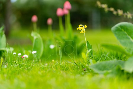 Photo for Primula veris or Primula officinalis blooming in the spring garden on the Alpine hill. Beautiful yellow spring flowers. - Royalty Free Image