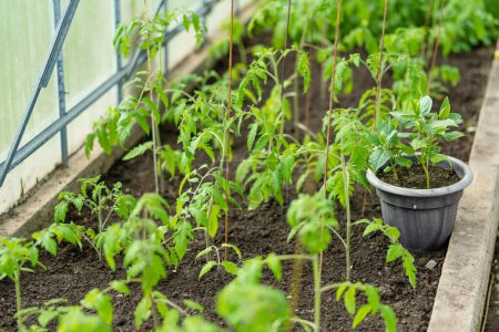 Photo for Cultivating tomato plants and bell peppers in a greenhouse on summer day. Growing own fruits and vegetables in a homestead. Gardening and lifestyle of self-sufficiency. - Royalty Free Image