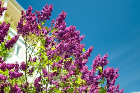 Photo for A branch of purple lilac on a background of blue sky. Beauty in nature. - Royalty Free Image