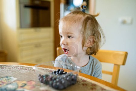 Foto de Lindo niño pequeño comiendo arándanos en casa. Frescos frutis orgánicos para bebés. Nutrición saludable para la familia con niños. - Imagen libre de derechos