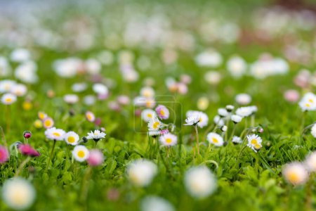 Photo for Beautiful meadow in springtime full of flowering white and pink common daisies on green grass. Daisy lawn. Bellis perennis. - Royalty Free Image