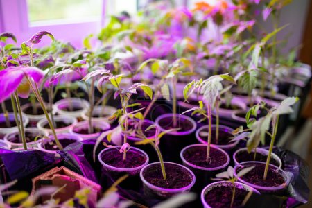 Tomato seedlings under LED growing pink lights. Sprouts in seedling tray under ultraviolet light phytolamps. Cultivation eco vegetables at home.