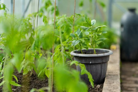 Foto de Cultivar plantas de tomate y pimientos en un invernadero en el día de verano. Cultivar frutas y verduras propias en una granja. Jardinería y estilo de vida de autosuficiencia. - Imagen libre de derechos