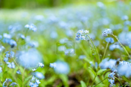 Foto de Hermosas flores azules no me olvides en un jardín de primavera. Belleza en la naturaleza. - Imagen libre de derechos