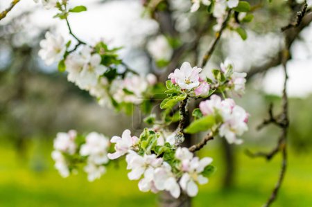 Téléchargez les photos : Beau jardin de pommiers fleurissant le jour ensoleillé du printemps. Beauté dans la nature. Branches de pommes tendres au printemps à l'extérieur. - en image libre de droit