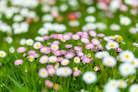 Photo for Beautiful meadow in springtime full of flowering white and pink common daisies on green grass. Daisy lawn. Bellis perennis. - Royalty Free Image