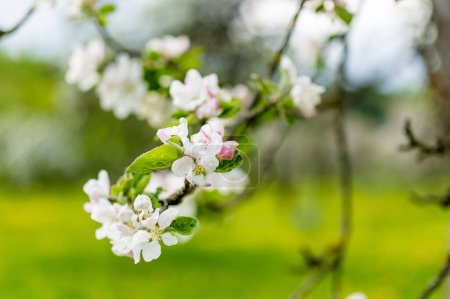 Photo for Beautiful old apple tree garden blossoming on sunny spring day. Beauty in nature. Tender apple branches in spring outdoors. - Royalty Free Image
