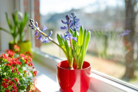 Foto de Hermosas flores de jacinto azul en una olla en el alféizar de la ventana en el día soleado - Imagen libre de derechos