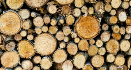 Foto de Fondo de troncos de leña picados en seco apilados uno encima del otro en una pila - Imagen libre de derechos