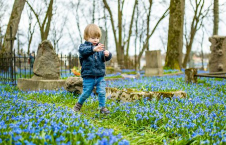 Foto de Lindo niño pequeño admirando azul scilla siberica flores de primavera floreciendo en abril en el cementerio de Bernardine, uno de los tres cementerios más antiguos de Vilnius, Lituania. - Imagen libre de derechos