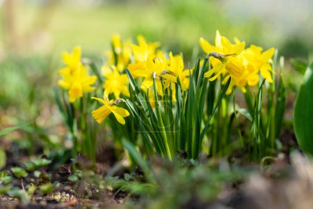 Téléchargez les photos : Belles fleurs jonquilles jaune vif fleurissant dans un jardin le jour ensoleillé du printemps. Narcisse fleurissant dans la nature. - en image libre de droit