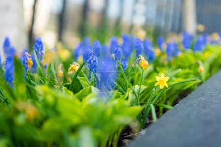 Téléchargez les photos : Les jacinthes de raisin (arméniacum muscari) et les jonquilles (narcisse) fleurissent dans le jardin de printemps - en image libre de droit