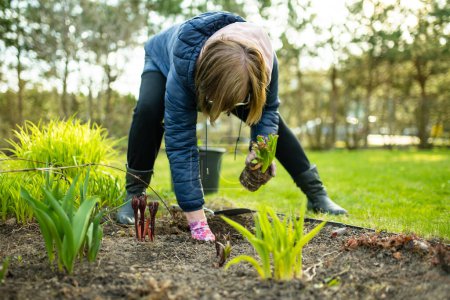 Téléchargez les photos : Femme plantant des fleurs de jacinthe le jour du printemps. Jardinage et corvées printanières. - en image libre de droit
