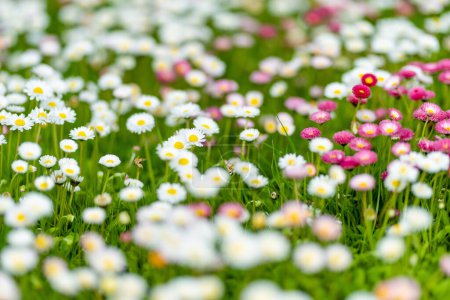 Foto de Hermosa pradera en primavera llena de flores blancas y rosadas margaritas comunes sobre hierba verde. Césped Daisy. Bellis perennis. - Imagen libre de derechos