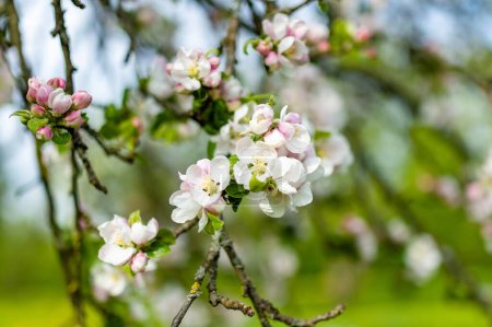 Foto de Hermoso jardín de manzanos viejos que florecen en el soleado día de primavera. Belleza en la naturaleza. Tiernas ramas de manzana en primavera al aire libre. - Imagen libre de derechos
