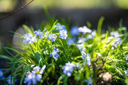 Großaufnahme blühender blauer Scilla luciliae-Blüten an sonnigen Frühlingstagen. Erste Frühlingszwiebelpflanzen. Selektiver Fokus mit Bokeh-Effekt.