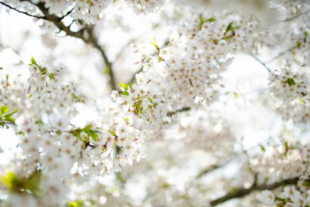 Photo for Beautiful cherry tree blossoming on spring. Beauty in nature. Tender cherry branches on sunny spring day outdoors. - Royalty Free Image