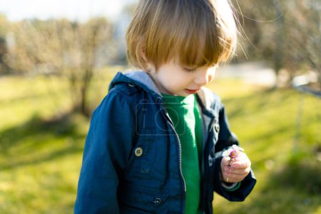 Photo for Cute toddler boy picking daisies outdoors on sunny spring day. Child exploring nature. Early spring activities for small kids. - Royalty Free Image