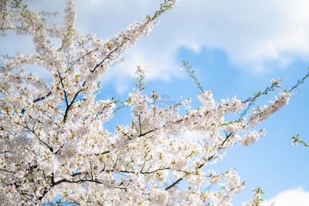 Téléchargez les photos : Beau cerisier fleurissant au printemps. Beauté dans la nature. Tendre branches de cerisier le jour ensoleillé du printemps en plein air
. - en image libre de droit