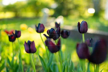 Téléchargez les photos : Les tulipes colorées poussent dans le lit de fleurs dans le jardin de printemps. Belle nature printanière
. - en image libre de droit