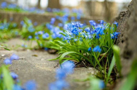 Téléchargez les photos : Fleurs Scilla fleurissant dans le jardin de printemps sur la colline alpine. Belles fleurs de printemps bleues par une journée ensoleillée. - en image libre de droit