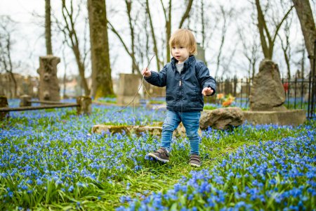 Téléchargez les photos : Mignon tout-petit garçon admirant bleu scilla siberica fleurs de printemps fleurissant en Avril dans le cimetière Bernardine, l'un des trois plus anciens cimetières de Vilnius, Lituanie. - en image libre de droit