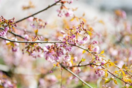 Foto de Hermoso cerezo floreciendo en primavera. Belleza en la naturaleza. Tiernas ramas de cereza en el soleado día de primavera al aire libre
. - Imagen libre de derechos