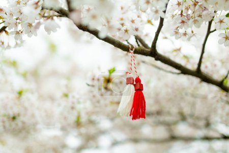 Foto de Martenitsa búlgara atada a una rama de cerezo. Símbolo de la tradición nacional búlgara. Cerezo floreciente en el día soleado de marzo. - Imagen libre de derechos