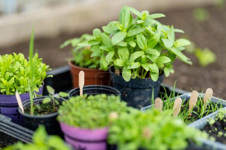 Photo for Plastic pots with various vegetables seedlings. Planting young seedlings on spring day. Growing own fruits and vegetables in a homestead. Gardening and lifestyle of self-sufficiency. - Royalty Free Image