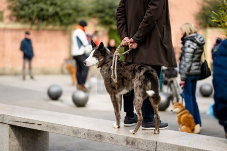 Téléchargez les photos : Propriétaire de chien promenant son chien de compagnie dans la rue de Lecco ville. Bord de mer pittoresque de Lecco situé sur la rive du lac de Côme. Destination de vacances en Italie. - en image libre de droit