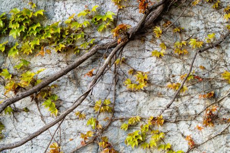 Téléchargez les photos : Vieux mur de ciment recouvert de branches de lierre entrelacées avec des feuilles vert vif. - en image libre de droit