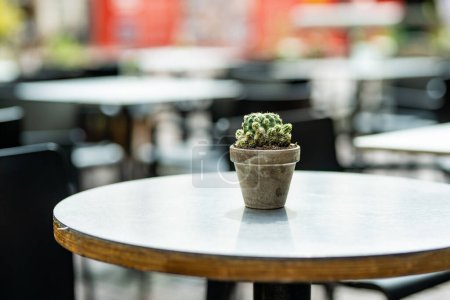 Foto de Pequeña mesa de restaurante al aire libre vacía decorada con pequeño cactus en maceta en la ciudad de Bérgamo, Lombardía, Italia - Imagen libre de derechos