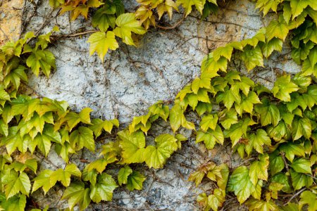 Foto de Antiguo muro de cemento cubierto con ramas de hiedra entrelazadas con hojas verdes brillantes. - Imagen libre de derechos