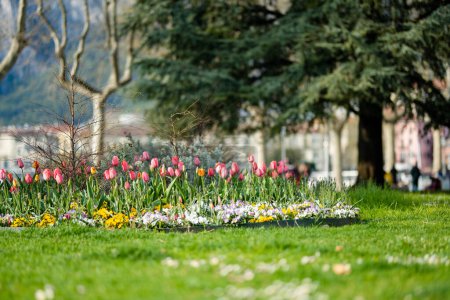 Photo for Colourful tulips blossoming in city park of Lecco town on spring day. Picturesque waterfront of Lecco located between famous Lake Como and Bergamo Alps mountains. Vacation destination in Italy. - Royalty Free Image
