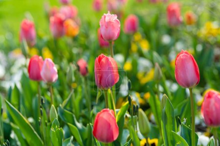 Foto de Coloridos tulipanes floreciendo en el parque de la ciudad de Lecco el día de primavera. Pintoresco paseo marítimo de Lecco situado entre el famoso Lago de Como y las montañas de Bérgamo Alpes. Destino de vacaciones en Italia. - Imagen libre de derechos