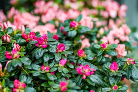 Téléchargez les photos : Belle azalée rose. Gros plan sur les fleurs roses de rhododendron. Azalea buisson en fleurs. Beauté dans la nature. - en image libre de droit