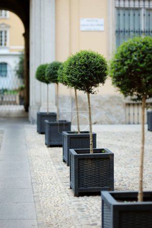 Foto de Árboles pequeños en forma de macetas en la calle de Milán. Explorando un centro de la ciudad. Milán, Lombardía, Italia. - Imagen libre de derechos
